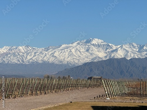 Fotografie Viñedo de altura al borde de la pre cordillera de Los Andes en Mendoza, Argentina