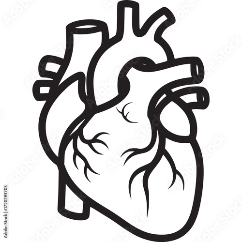 Anatomical heart illustration isolated on white background, a detailed line drawing of the human heart for medical or educational purposes
