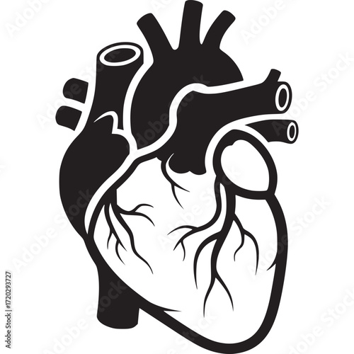 Anatomical heart silhouette isolated on white background, a detailed black and white representation of the human heart for medical use