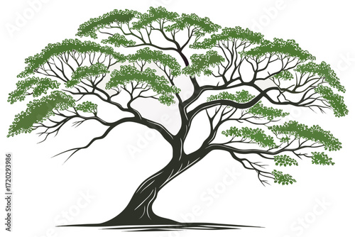 Vector illustration of a lush green rain tree with a wide canopy scalable graphic