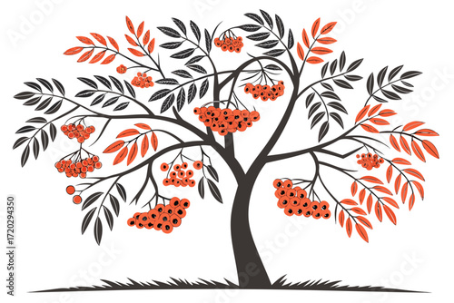 Vector illustration of a rowan tree with vibrant orange red berry clusters and autumnal leaves