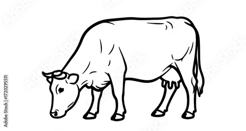 A cow is grazing in a field, it is a black and white dairy cow
