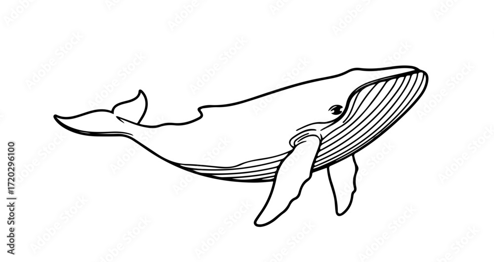 Fototapeta premium Illustration of a whale, , a majestic marine mammal in a simple and elegant design