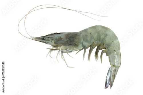 Shrimp in transparency background, fresh raw shrimp full body