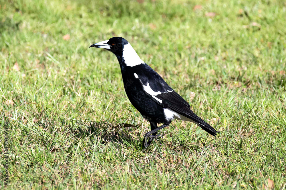 Fototapeta premium Australian Magpie (Gymnorhina tibicen) stands on green grass