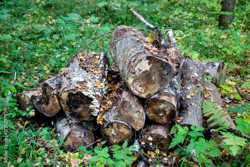A bunch of old birch logs in the forest on a bright sunny day. Flora is the nature of a plant.