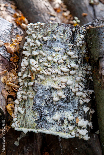 Trametes pubescens mushrooms are white on the bark of a birch tree in the forest on a bright sunny day. Flora is the nature of a plant.