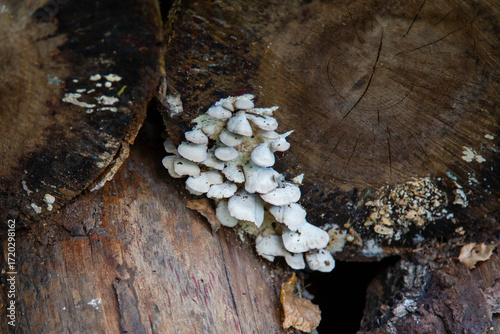 Trametes pubescens mushrooms are white on the bark of a birch tree in the forest on a bright sunny day. Flora is the nature of a plant.