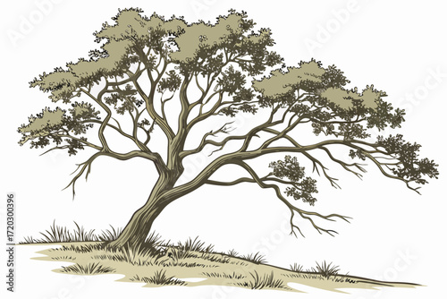 Realistic cottonwood tree vector illustration with triangular leaves scalable graphic