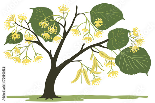 Linden tree illustration tiny yellow blossoms vector graphic scalable