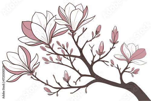 Elegant vector illustration of pink and white magnolia flowers blooming on a branch scalable art