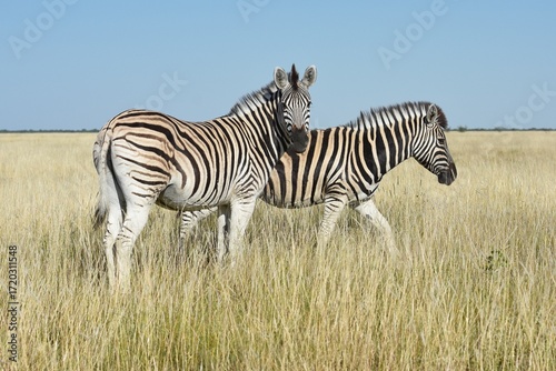 Cuadro en lienzo Steppenzebras (Equus quagga) im Etoscha Nationalpark in Namibia
