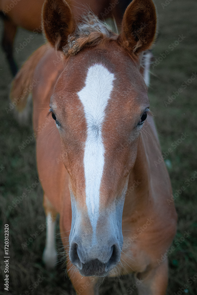 Fototapeta premium Close up portrait of young foal with white blaze on forehead standing on pasture, brown horse colt face in rural countryside farm environment