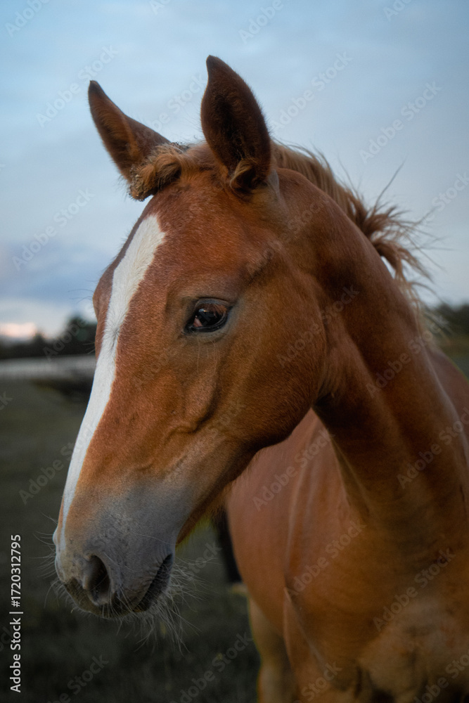 Naklejka premium Close up portrait of young foal with white blaze on forehead standing on pasture, brown horse colt face in rural countryside farm environment