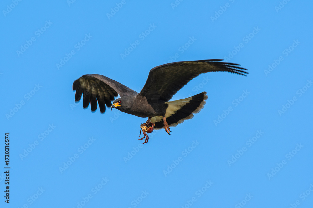 Fototapeta premium Snail Kite , Ibera Marsh National Park , Corrientes province, Patagonia , Argentina.