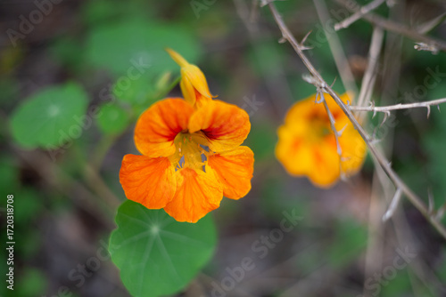 orange flower in the garden