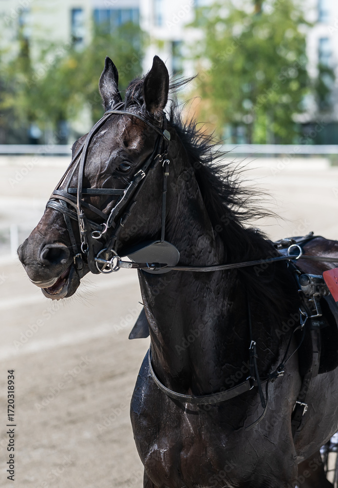 Fototapeta premium horse while galopping with speed