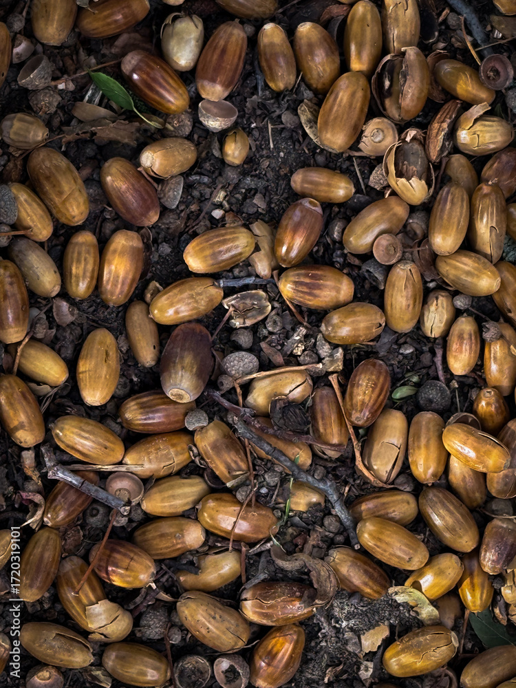 Obraz premium Fallen Acorns On Forest Ground