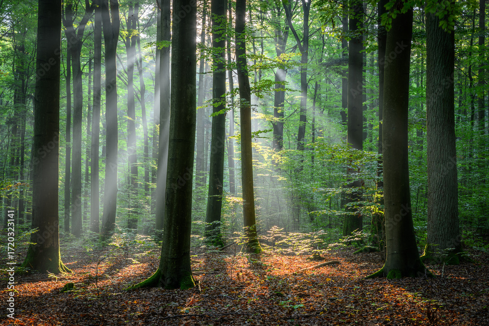 Obraz premium Beautiful sunny morning in green forest