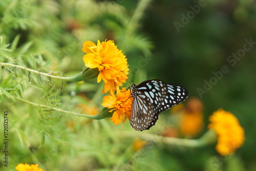Butterfly on marigold