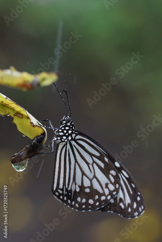 Butterfly in rain