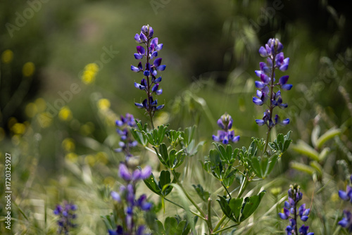 Blue and Purple flowers 