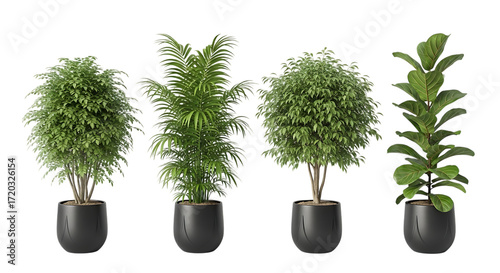 Four Potted Houseplants in Black Pots Isolated indoor