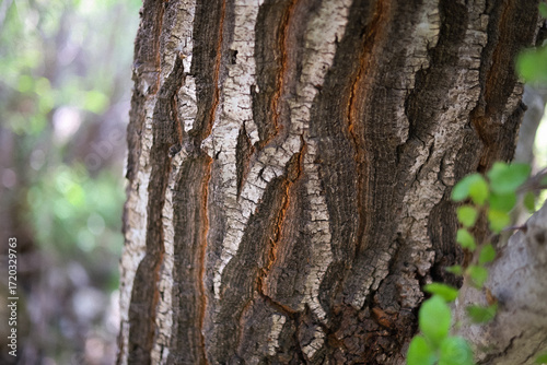 tree bark texture