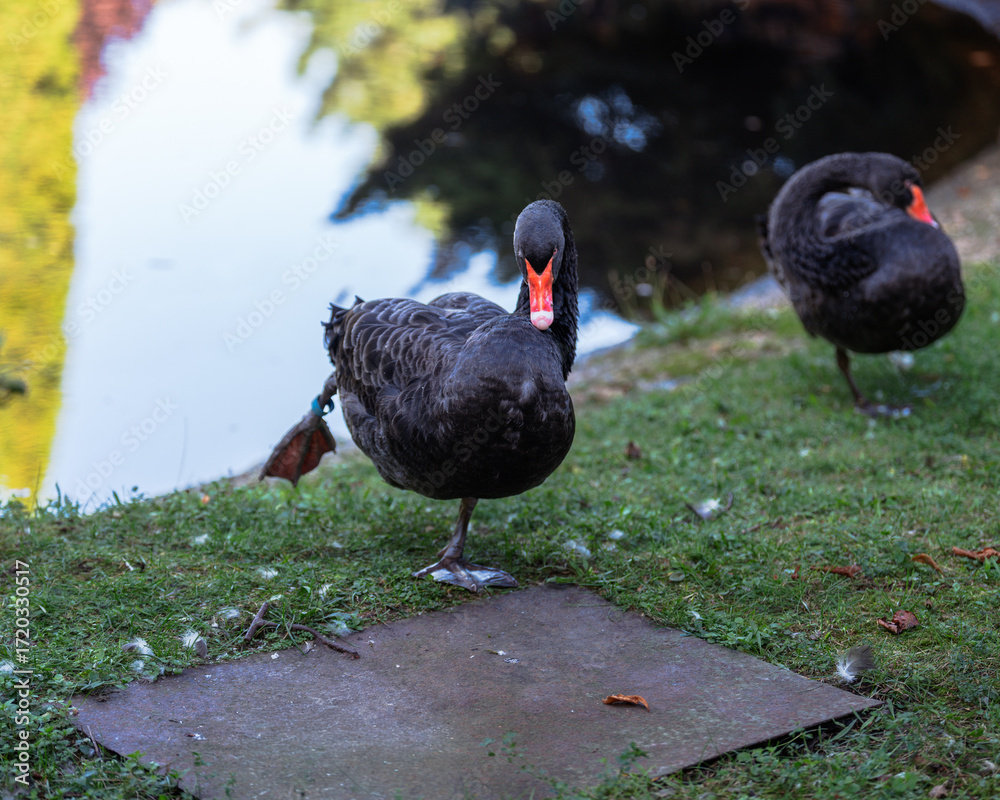 Fototapeta premium Two black swans near a pond, one standing on grass and the other resting, showcasing nature's elegance with unique beauty.