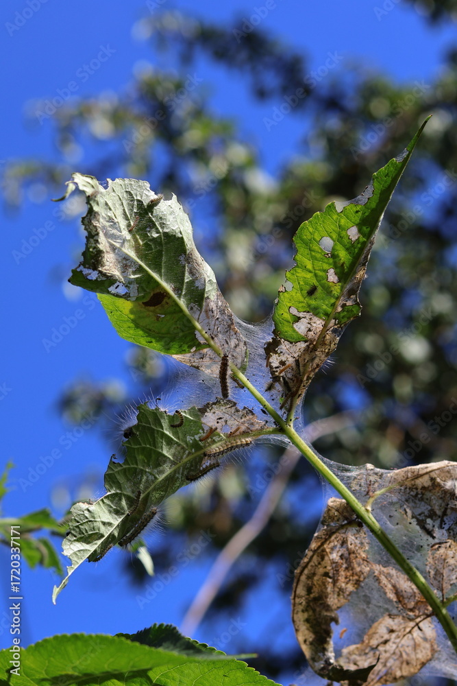 Fototapeta premium caterpillars in a web on a leaf