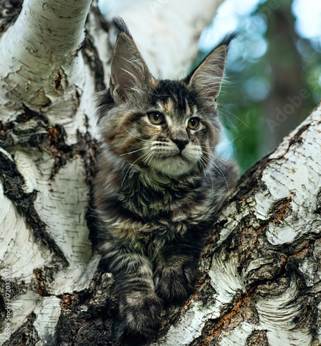 A big cute maine coon kitten sitting on a tree in a forest in summer.