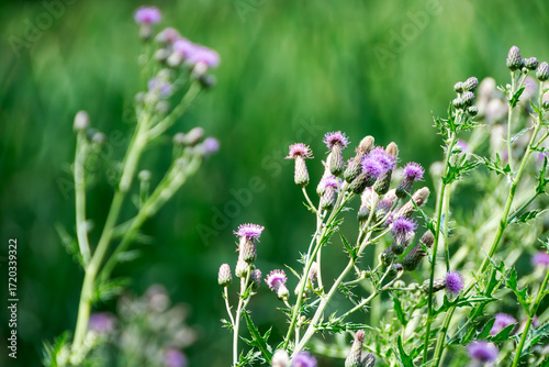 Wild thistles with purple blossoms captured in Waukesha County, WI in July.