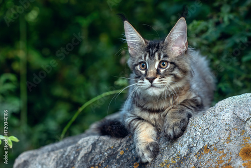 A big cute maine coon kitten sitting on a rock in a forest in summer.