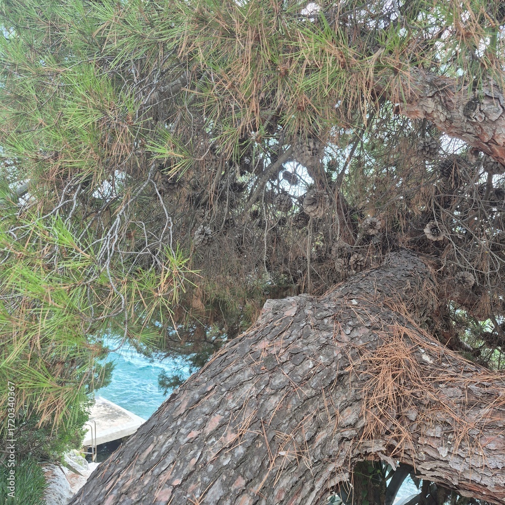 Obraz premium old wood