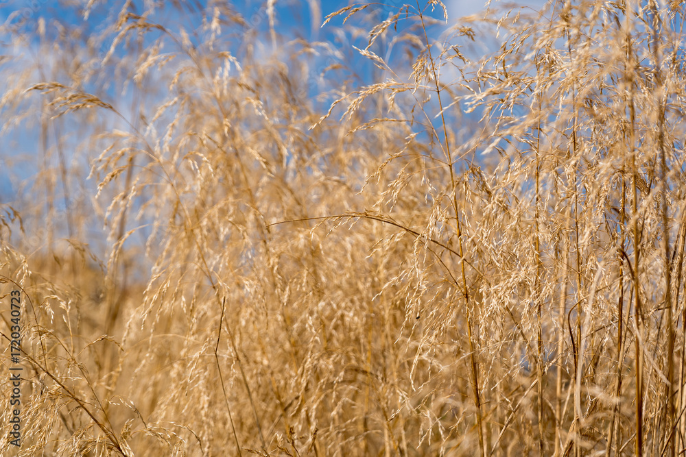 Fototapeta premium A field of dry, golden-brown grasses.