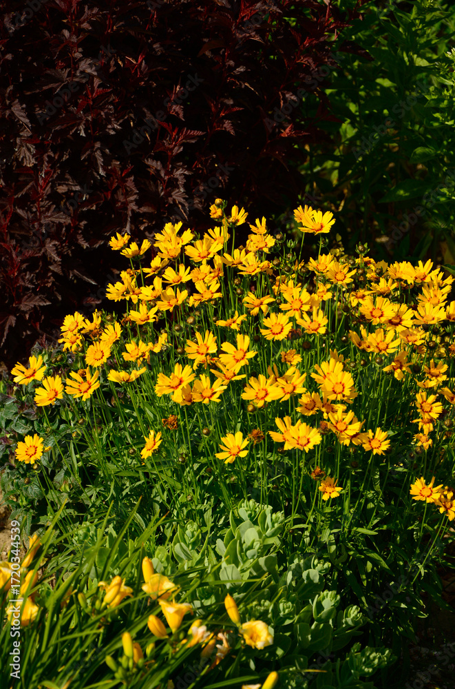 Obraz premium Nachyłek wielkokwiatowy w letnim ogrodzie, Coreopsis grandiflora, żółte kwiaty nachyłka z czerwonym oczkiem, large flowered tickseed in summer garden