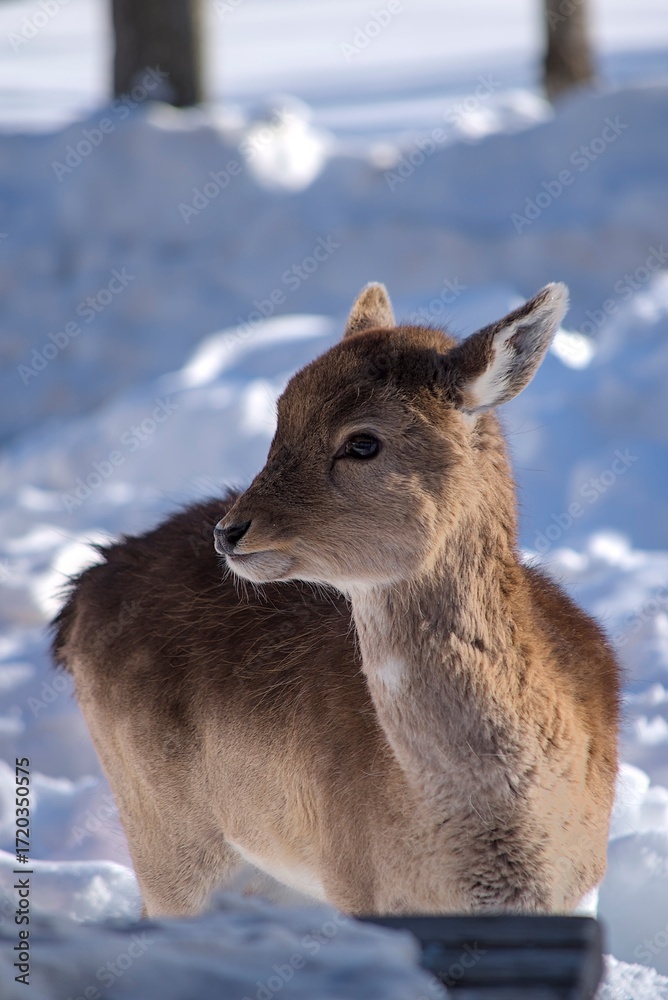 Obraz premium Deer with or without woods, closeups