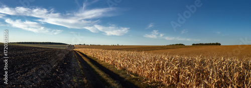 An endless horizon of corn fields. Corn fields ready for harvest. Agricultural fields of Ukraine. Road along the field. Panorama.