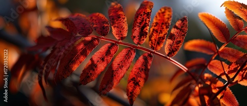 Vibrant red rowan leaves in autumn sunlight, showcasing fall foliage and seasonal color change in nature