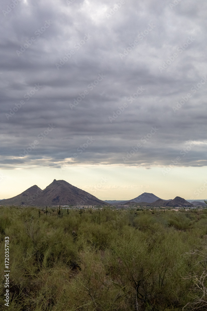 Obraz premium Dramatic Overcast Sky Above Arizona Desert Cactus – Lost Dog Wash Trail, Scottsdale, Arizona vertical photo