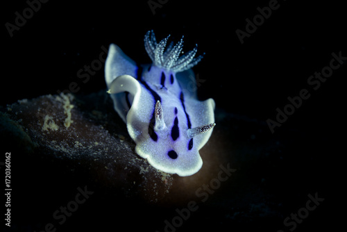 Nudibranch at Mabul Island, Malaysia