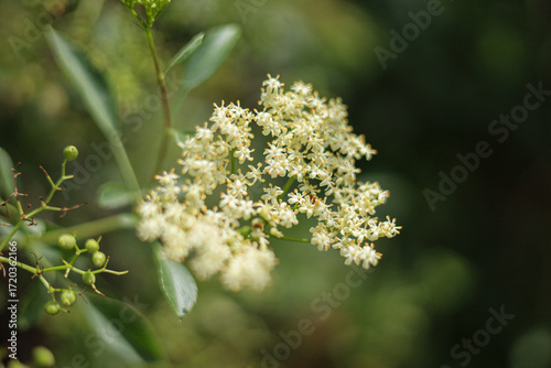 White flower closeup 
