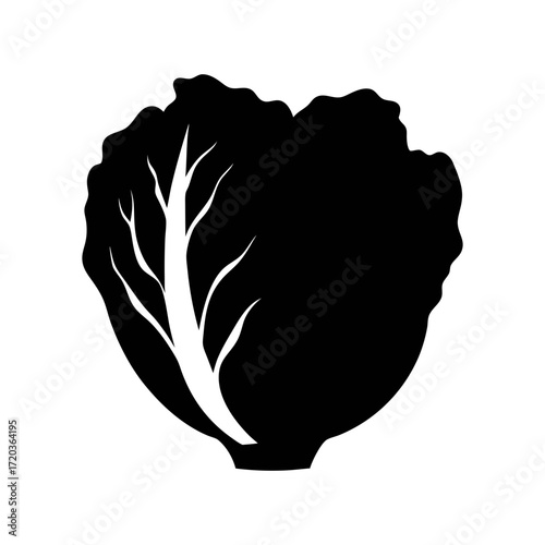 Isolated vector illustration of fresh lettuce head for healthy eating and salad design needs