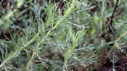 Coast Sagebrush, Artemisia Californica, an entrancing native gynomonoecious shrub displaying rainy dew laden simple alternate lobate filiform leaves during Winter in Coastal Los Angeles County.