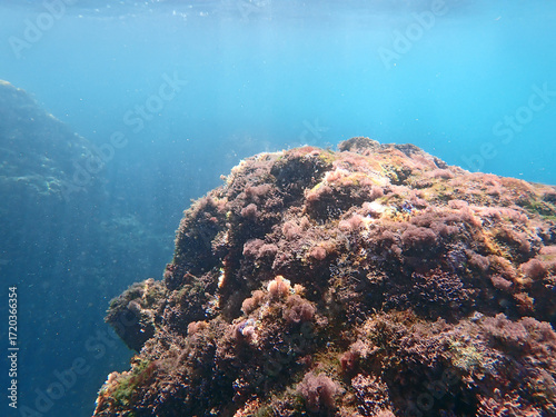 Quadro su tela Masso Subacqueo Ricoperto di Alghe Coralline nelle Acque Cristalline dell'Isola