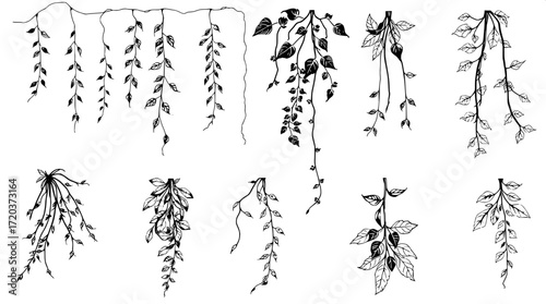 "Overhead composition of botanical ink sketches, divided into three neat rows. The plants include hanging foliage, vine tendrils, and leaf clusters, drawn in bold monochrome with fine shading details.