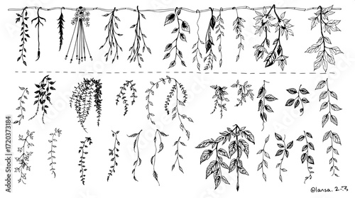 "Overhead composition of botanical ink sketches, divided into three neat rows. The plants include hanging foliage, vine tendrils, and leaf clusters, drawn in bold monochrome with fine shading details.