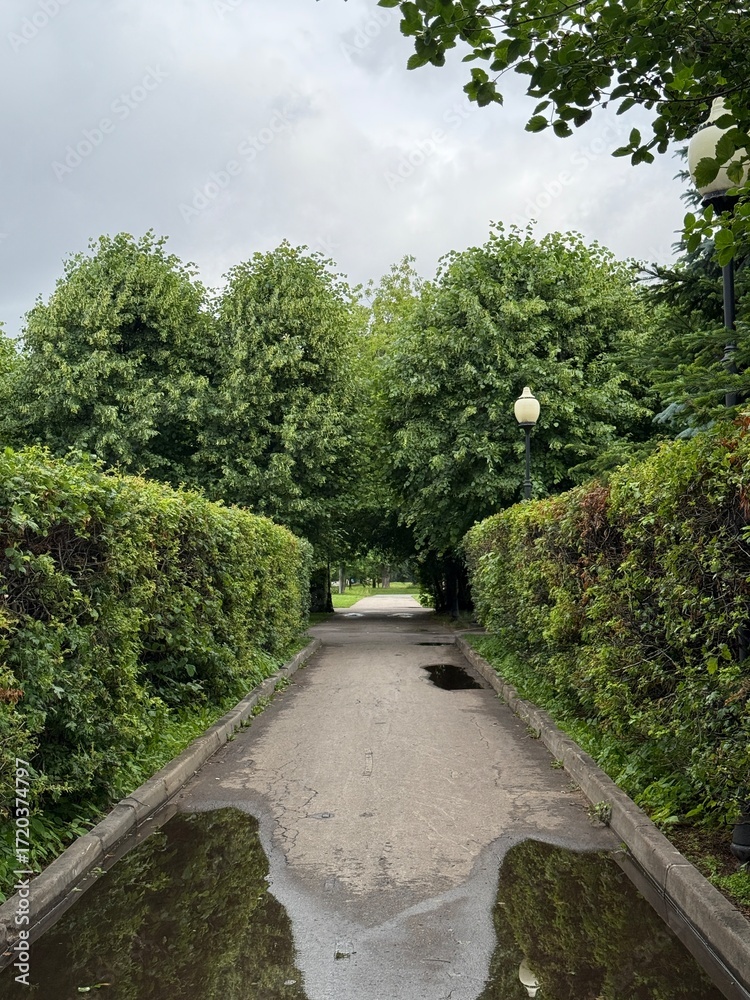 Fototapeta premium Beautiful park alley with wet pavement and puddles after summer rain. Green hedges, lush trees, and natural landscape in an urban park. Relaxation, nature walk, peaceful environment, and eco-friendly 
