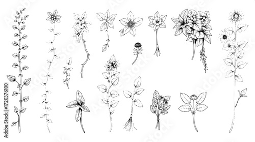 "A collection of artistic plant illustrations in black and white, shown from above in a flat lay style. Each plant varies in structure, from creeping vines to leafy bunches, drawn with rich, textured 