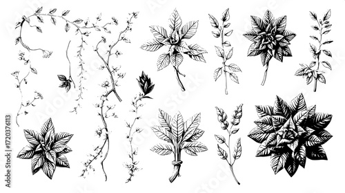 "A collection of artistic plant illustrations in black and white, shown from above in a flat lay style. Each plant varies in structure, from creeping vines to leafy bunches, drawn with rich, textured 